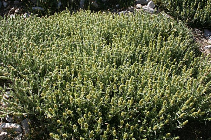 Sideritis clandestina Sideritis clandestina