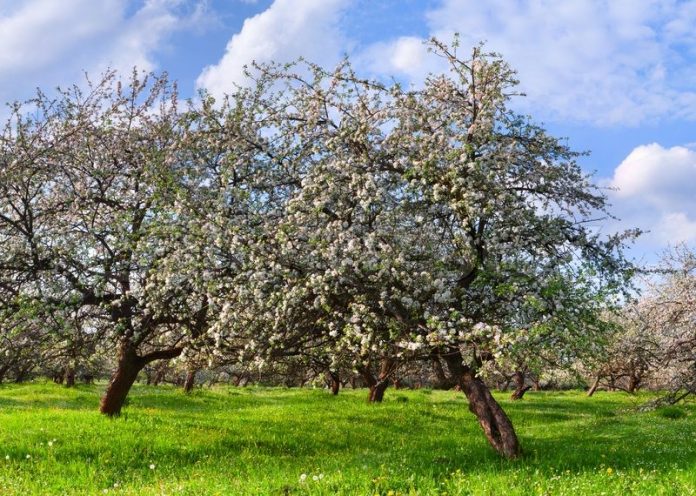 anthismenes-milies anthismenes-milies