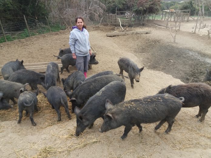 kyriakh-sarava-mayros-xoiros Σπάει τα στερεότυπα στην εκτροφή μαύρου χοίρου