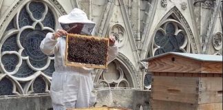 Οι 200 χιλιάδες μέλισσες της Παναγίας των Παρισίων σώθηκαν από την καταστροφή