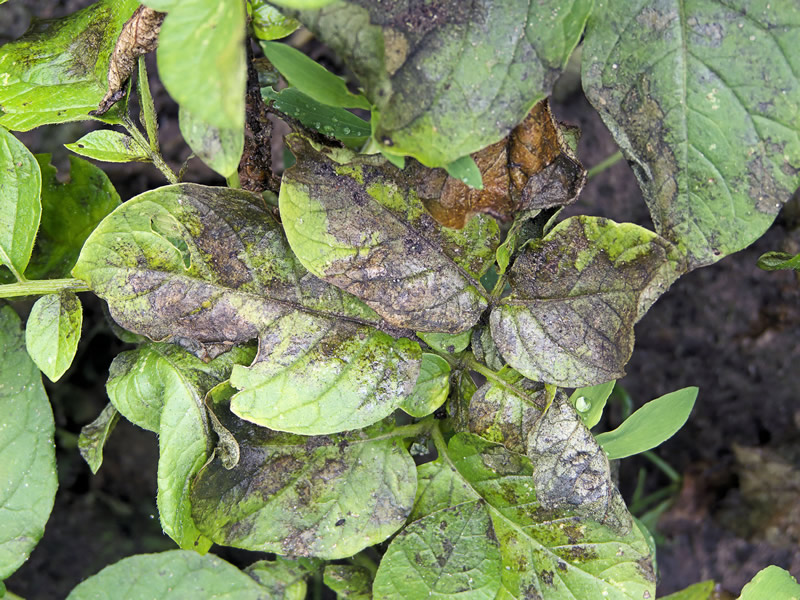 evalotes-oi-patotofyteies-gia-prosvoles-apo-pathogona-kai-echthrous-153930