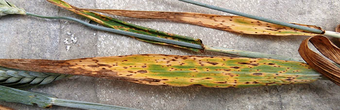 septoriasi-kai-pyrinofora-tou-sitariou-155035