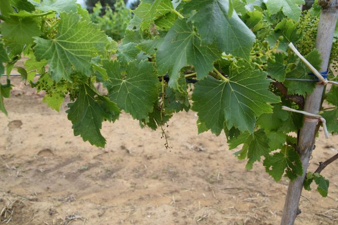 stafida-korinthos Η ισχύς εν τη ενώσει στην κορινθιακή σταφίδα