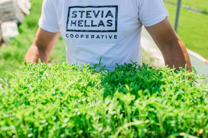stevia-hellas-coop-mia-nea-selida-stin-anaptyxi-anoigei-o-synetairismos-153866