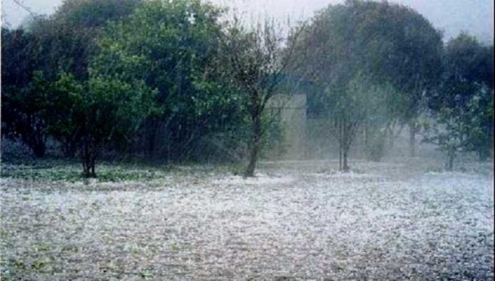 Ζημιές σε καλαμπόκι και δενδρώδεις καλλιέργειες από χαλάζι, στη Φαρκαδόνα Τρικάλων Ζημιές σε καλαμπόκι και δενδρώδεις καλλιέργειες από χαλάζι, στη Φαρκαδόνα Τρικάλων