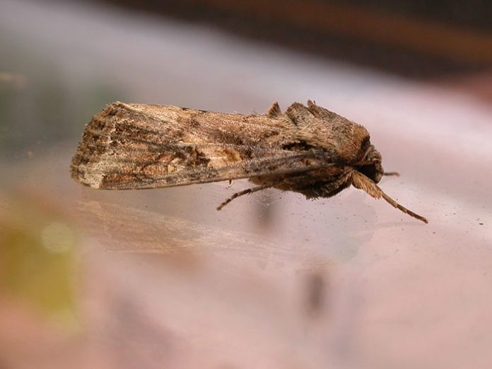 Spodoptera frugiperda