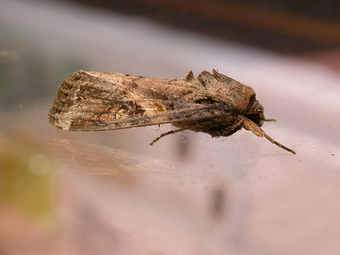 i-lafygma-fyllorroousa-apeilei-ta-dimitriaka-tis-kinas-156587