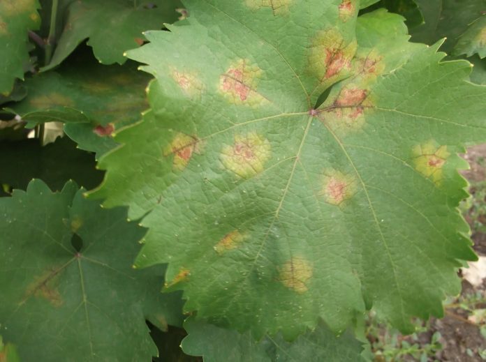 ampeli-peronosporos