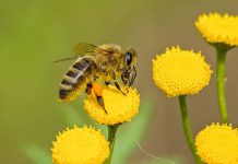 animal-bee-bloom