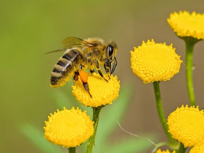 animal-bee-bloom animal-bee-bloom
