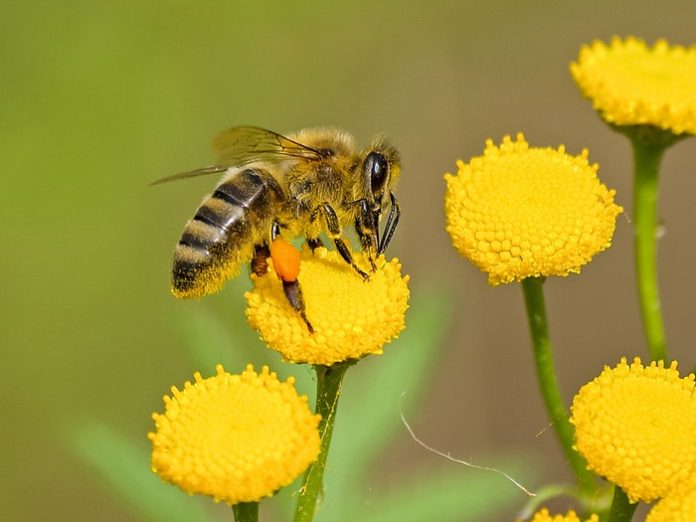 animal-bee-bloom