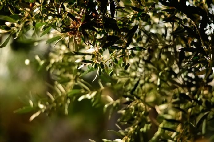 blur-branches-close-up