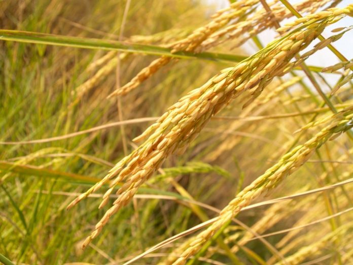 blur-close-up-crops