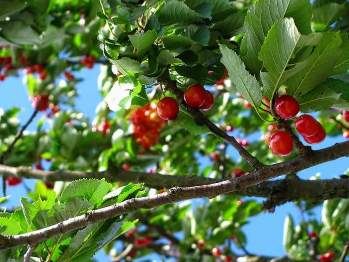 branches-cherries-close-up-63312