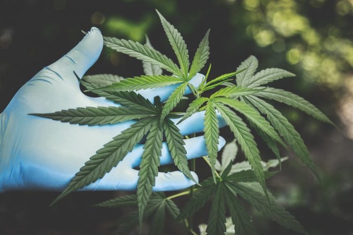 cannabis-freshness-hand cannabis-freshness-hand