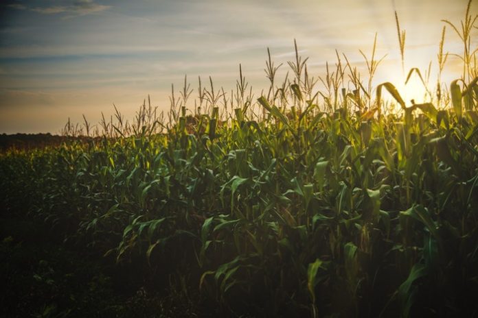 cereal-corn-crop cereal-corn-crop