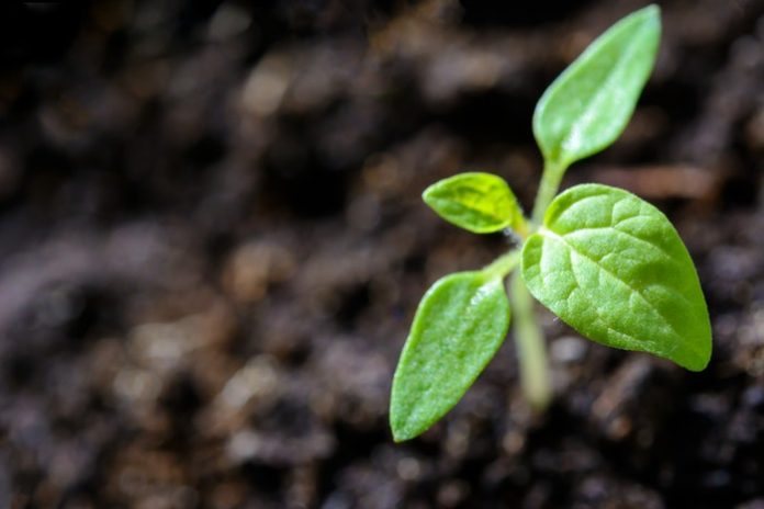 close-up-cultivation-environment