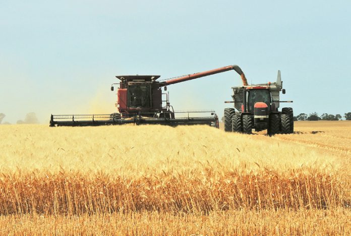 durum_wheat_kali
