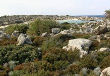 Επίλυση του θέματος της φρυγανικής βλάστησης στους δασικούς χάρτες των ελληνικών νησιών