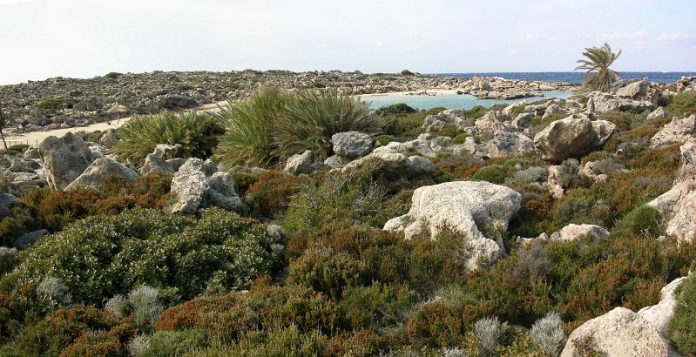 Επίλυση του θέματος της φρυγανικής βλάστησης στους δασικούς χάρτες των ελληνικών νησιών Επίλυση του θέματος της φρυγανικής βλάστησης στους δασικούς χάρτες των ελληνικών νησιών
