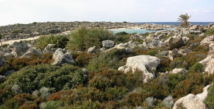 Επίλυση του θέματος της φρυγανικής βλάστησης στους δασικούς χάρτες των ελληνικών νησιών