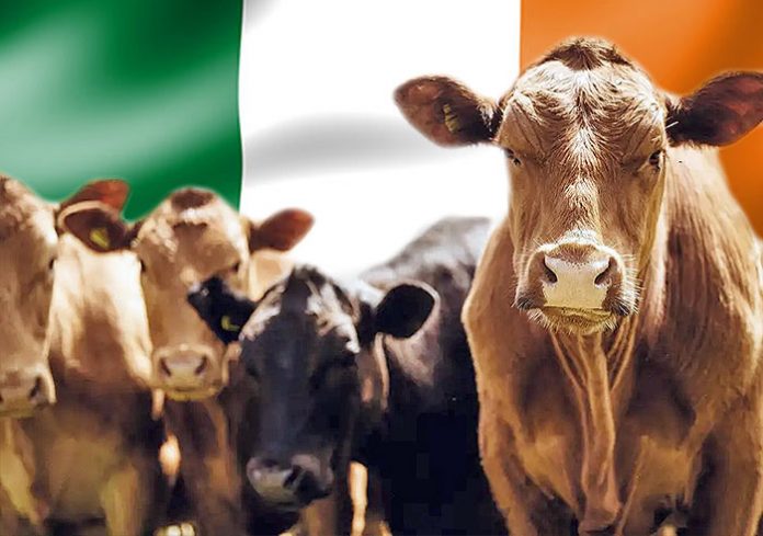 irishcow