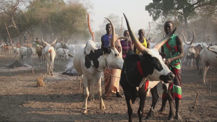 Νότιο Σουδάν: 34 νεκροί με αφορμή μια ζωοκλοπή, σύμφωνα με τις αρχές της χώρας