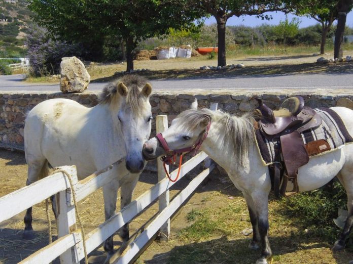 Τα σημερινά άλογα δεν μοιάζουν καθόλου με εκείνα της αρχαιότητας Τα σημερινά άλογα δεν μοιάζουν καθόλου με εκείνα της αρχαιότητας