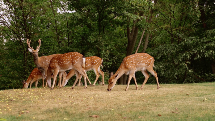 wild-nature-pic wild-nature-pic