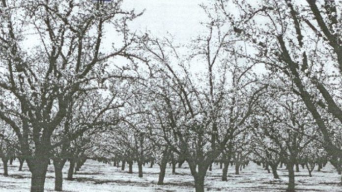 Σε αδιέξοδο οι αμυγδαλοπαραγωγοί της Οσσας Σε αδιέξοδο οι αμυγδαλοπαραγωγοί της Οσσας