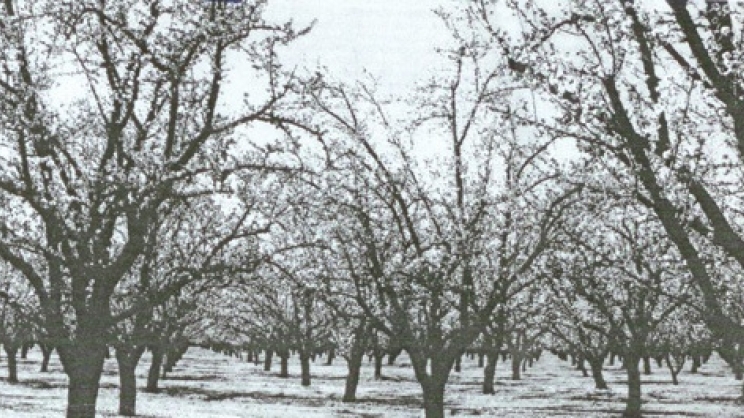 se-adiexodo-oi-amygdaloparagogoi-tis-ossas-160068