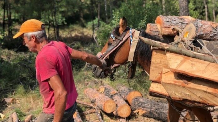 Άγνωστοι έλυσαν 10 άλογα και μουλάρια που βοηθάνε στην υλοτόμηση δέντρων του Σέιχ Σου