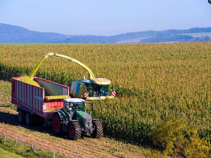 corn-agri