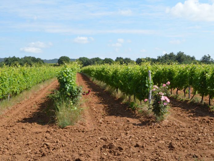 evros-ampelia