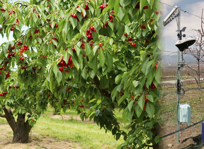 gaiasense-cherry