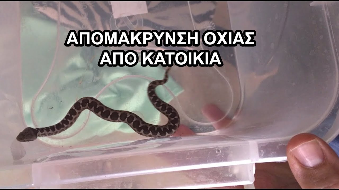 apistefto-ochia-voltare-se-telaro-me-verikoka-video-162266