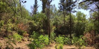 Μεσσηνία: Δύο φυτείες με 1.701 δενδρύλλια σε Πυλία και Μάνη