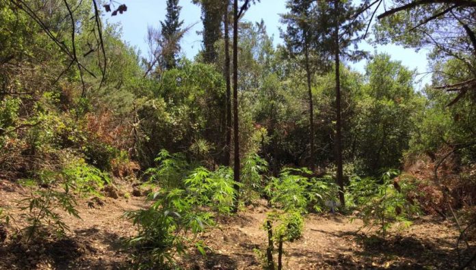 Μεσσηνία: Δύο φυτείες με 1.701 δενδρύλλια σε Πυλία και Μάνη Μεσσηνία: Δύο φυτείες με 1.701 δενδρύλλια σε Πυλία και Μάνη