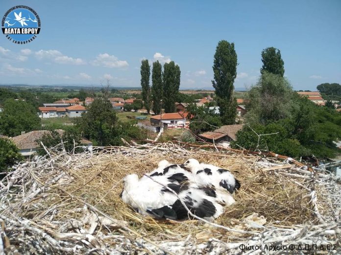 Πραγματοποιήθηκε για 4η συνεχόμενη χρονιά το Φεστιβάλ Πελαργών στον Πόρο Φερών