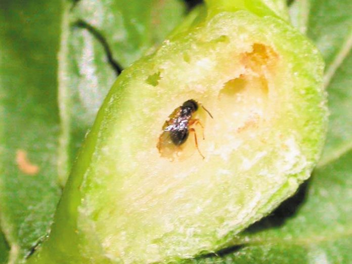 sfika