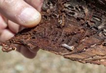 Θεσσαλονίκη: Υλοποιείται ευρύ πρόγραμμα εξάλειψης της προσβολής από φλοιοφάγο έντομο
