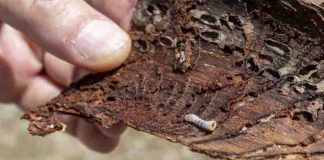 Θεσσαλονίκη: Υλοποιείται ευρύ πρόγραμμα εξάλειψης της προσβολής από φλοιοφάγο έντομο