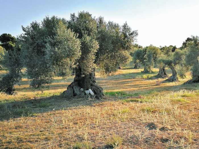 i-effyis-georgia-symvallei-sti-diatirisi-tis-archaias-poikilias-elias-throubolia-stin-kriti-159084