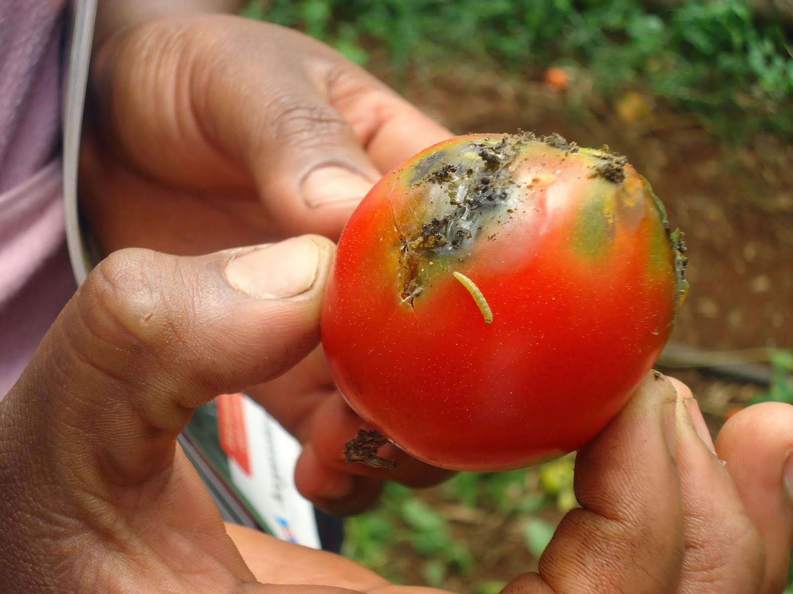 exetazetai-de-minimis-gia-tomatoparagogous-160443