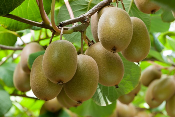 n-zilandia-synechizetai-i-thetiki-dynamiki-tis-exagogis-agrotikon-proionton-stin-kineziki-agora-160383