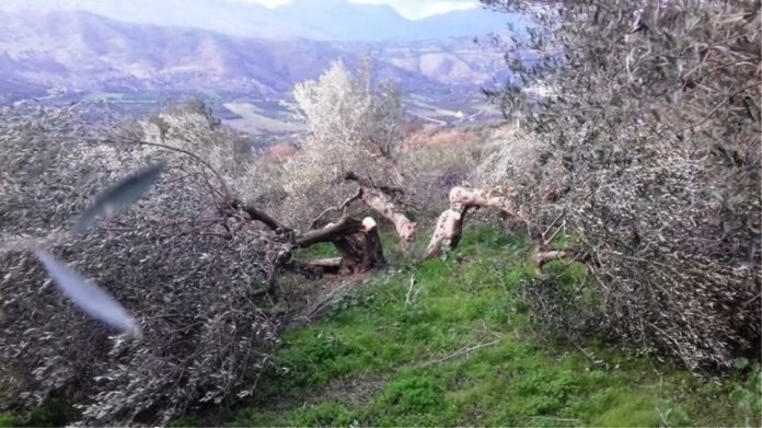 Στα 378.500 στρ. υπολογίζονται μέχρι τώρα οι ζημιές στις καλλιέργειες από την πρόσφατη θεομηνία