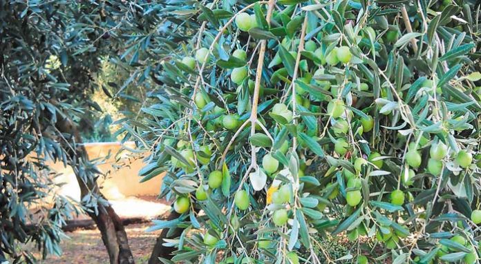 Olive-Tree