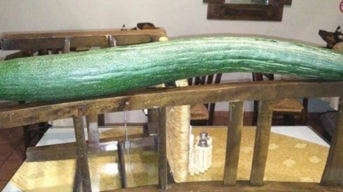 Ένα αγγούρι για… πολλές σαλάτες καλλιέργησε ένα αγρότης στην πεδιάδα της Μεσσαράς. Η ανάρτηση έγινε στην ομάδα του facebook «Μετεωκρήτες», με το αγγούρι να προκαλεί αίσθηση