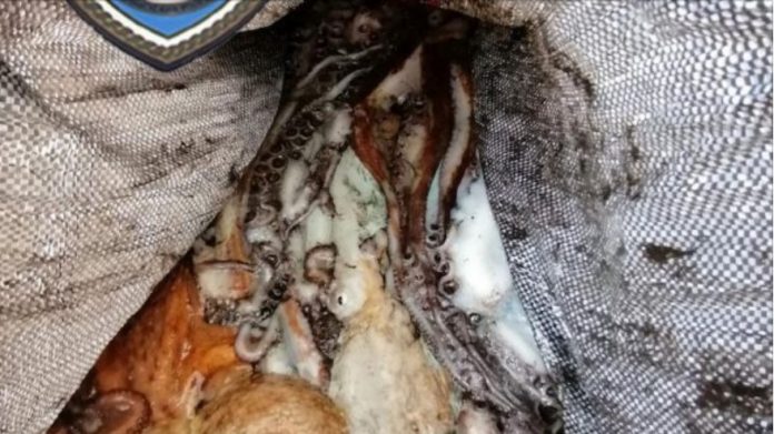 Αλεξανδρούπολη: Κατασχέθηκαν 134 κιλά χταπόδια Αλεξανδρούπολη: Κατασχέθηκαν 134 κιλά χταπόδια