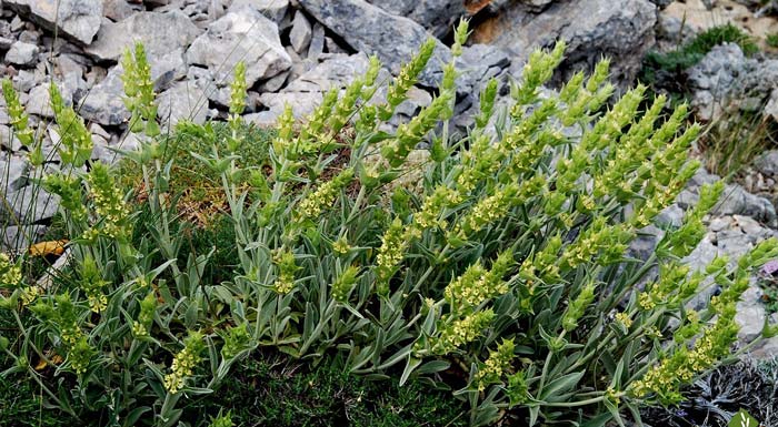 stoichima-gia-ton-dimo-kozanis-ta-aromatika-kai-farmakeftika-fyta-165584